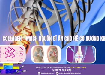 Collagen – Mạch nguồn bí ẩn cho hệ xương khớp