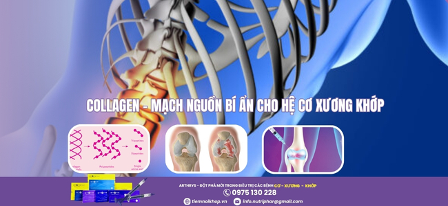 Collagen – Mạch nguồn bí ẩn cho hệ xương khớp